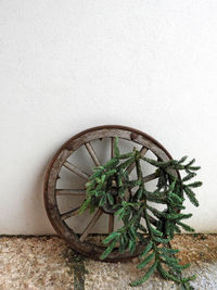 Close-up of potted plant against wall