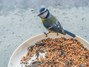 Close-up of bird perching on plate