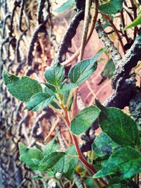 Close-up of plant