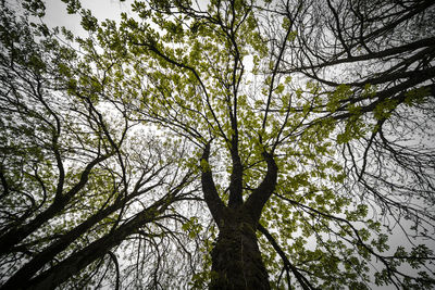 Low angle view of trees against sky