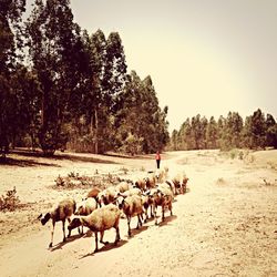Sheep grazing on landscape
