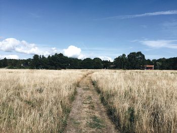 Dirt road passing through field