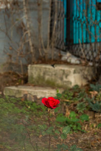 Close-up of red rose flower