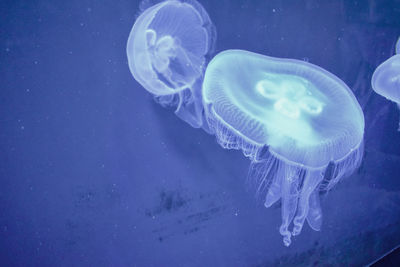 Close-up of jellyfish swimming in sea