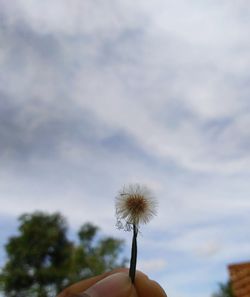 Person holding dandelion against sky