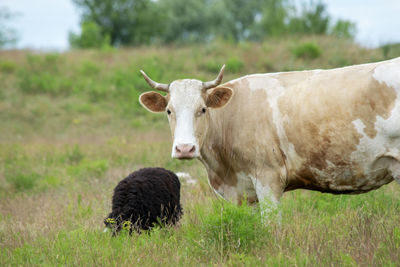 Cows in a field