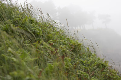 Plants growing on field against sky