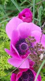 Close-up of pink flowers