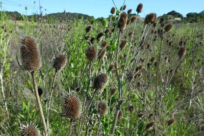 Close-up of thistle on field against sky