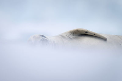 Close-up of crabeater seal half-obscured by snow