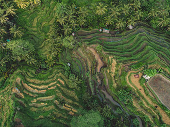 High angle view of agricultural field