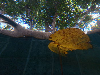 Close-up of yellow leaf on tree