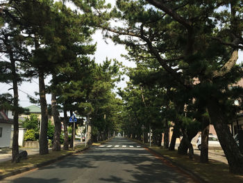 Road amidst trees in city