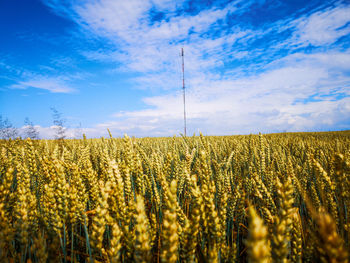 Crops growing on field against sky