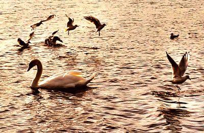 Swans swimming in lake