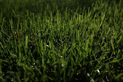 Close-up of grass in field