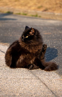 Cat on road in city