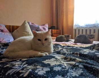 Cat resting on bed