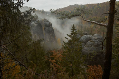 Scenic view of forest during foggy weather