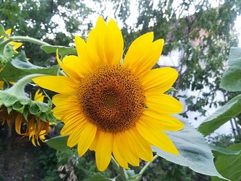 Close-up of sunflower blooming outdoors