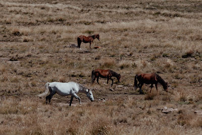 Horses grazing on field