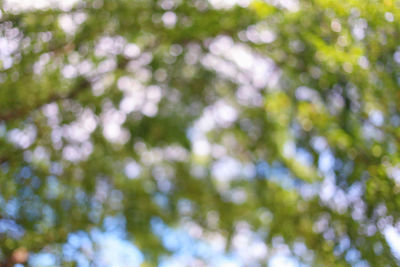 Low angle view of trees