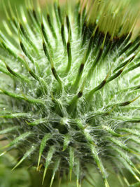 Macro shot of plant