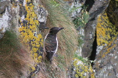 High angle view of gray heron perching on rock