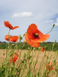 Close-up of red poppy flowers growing on field against sky