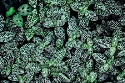 Full frame shot of green leaves