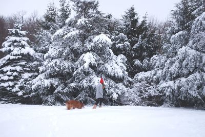 Dog on snow covered trees during winter