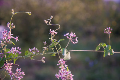 Close-up of purple flowers