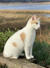 Cat sitting on grass