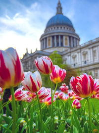 Close-up of pink tulips