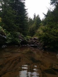 Scenic view of lake amidst trees in forest against sky