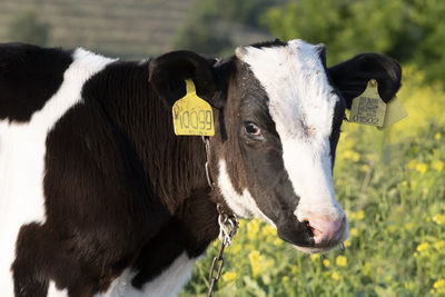 Close-up of a cow