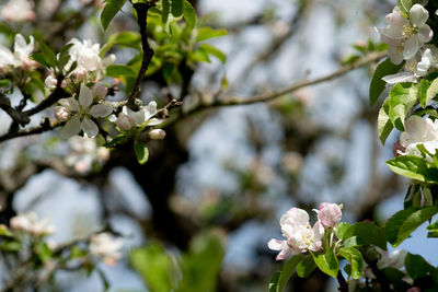 Close-up of cherry blossoms on tree