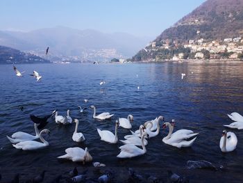 Swans swimming in lake