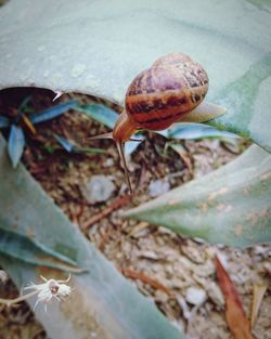 Close-up of snail on land