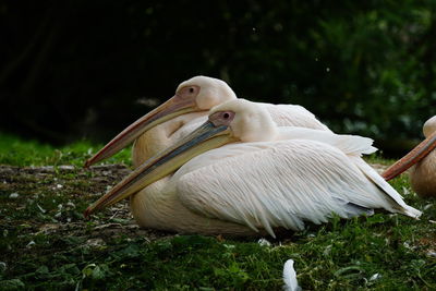 Close-up of birds on field