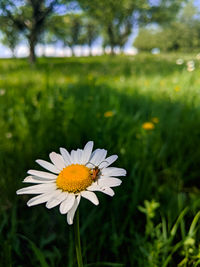 Close-up of white daisy flower on field