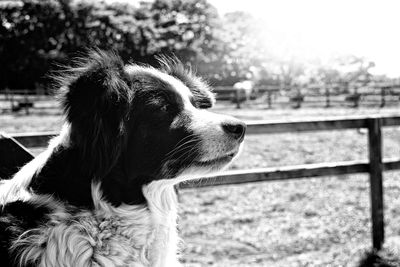 Close-up of dog on tree