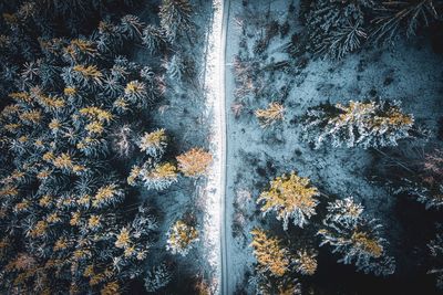 Aerial view of frozen trees during winter