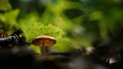 Close-up of mushroom growing outdoors