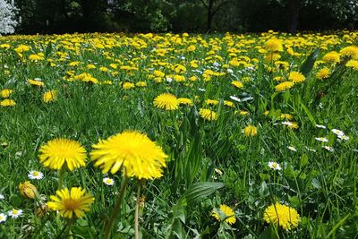 Close-up of yellow flowering plants on field