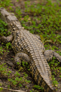 High angle view of crocodile on field