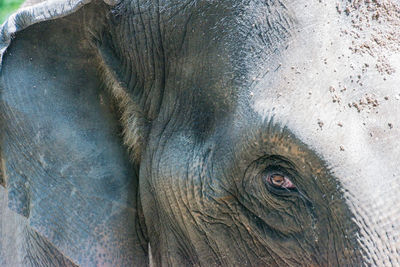 Cropped portrait of elephant