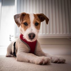 Close-up portrait of puppy sitting at home