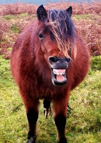 Pony with mouth open on grassy field