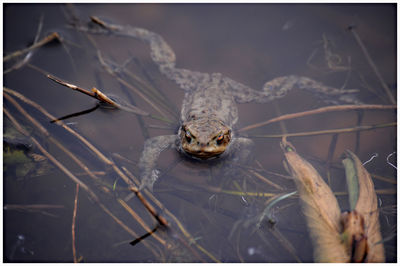 Close-up of lizard on a lake